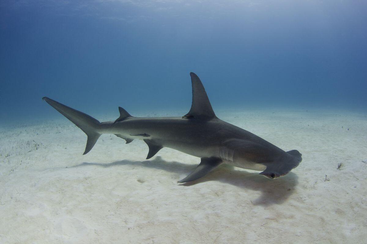 Фото с сайта: https://ie.pinterest.com/ideas/hammerhead-shark-head/946257749810/