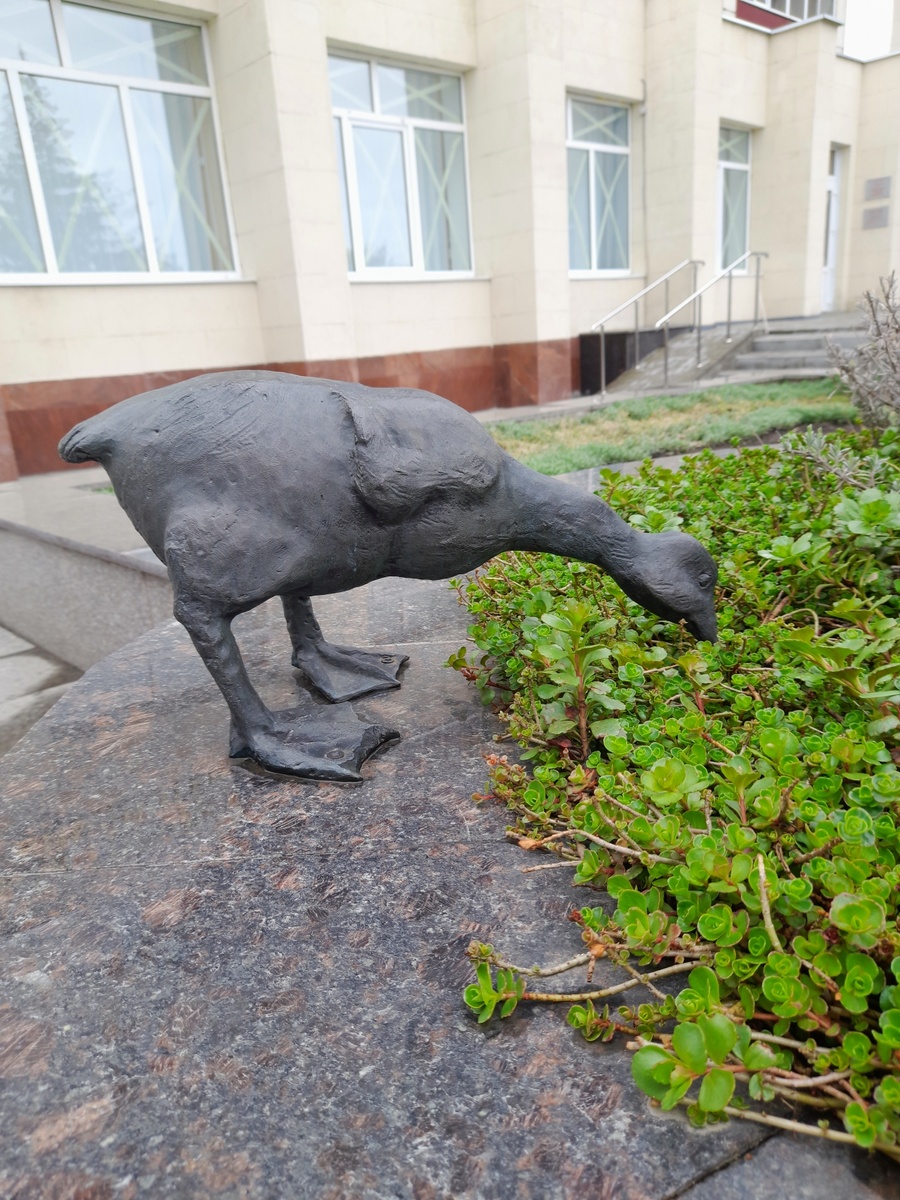 Гусёнок щиплет травку