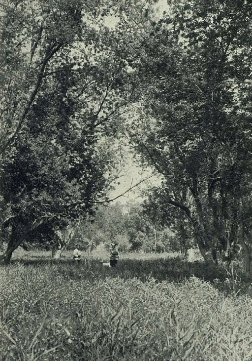 
В. В. Сапожников. Ясеневый лес по р. Чарын. 1912