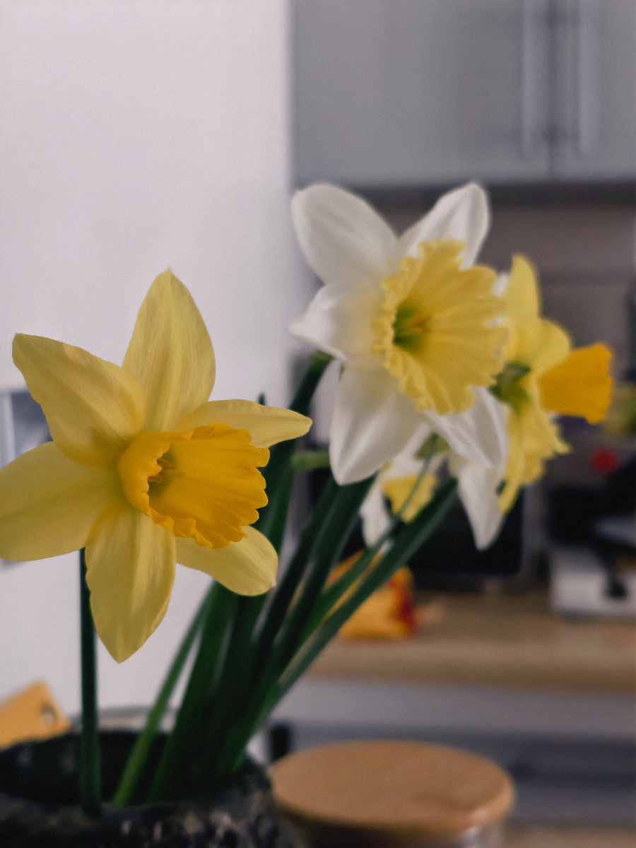 Нарциссы