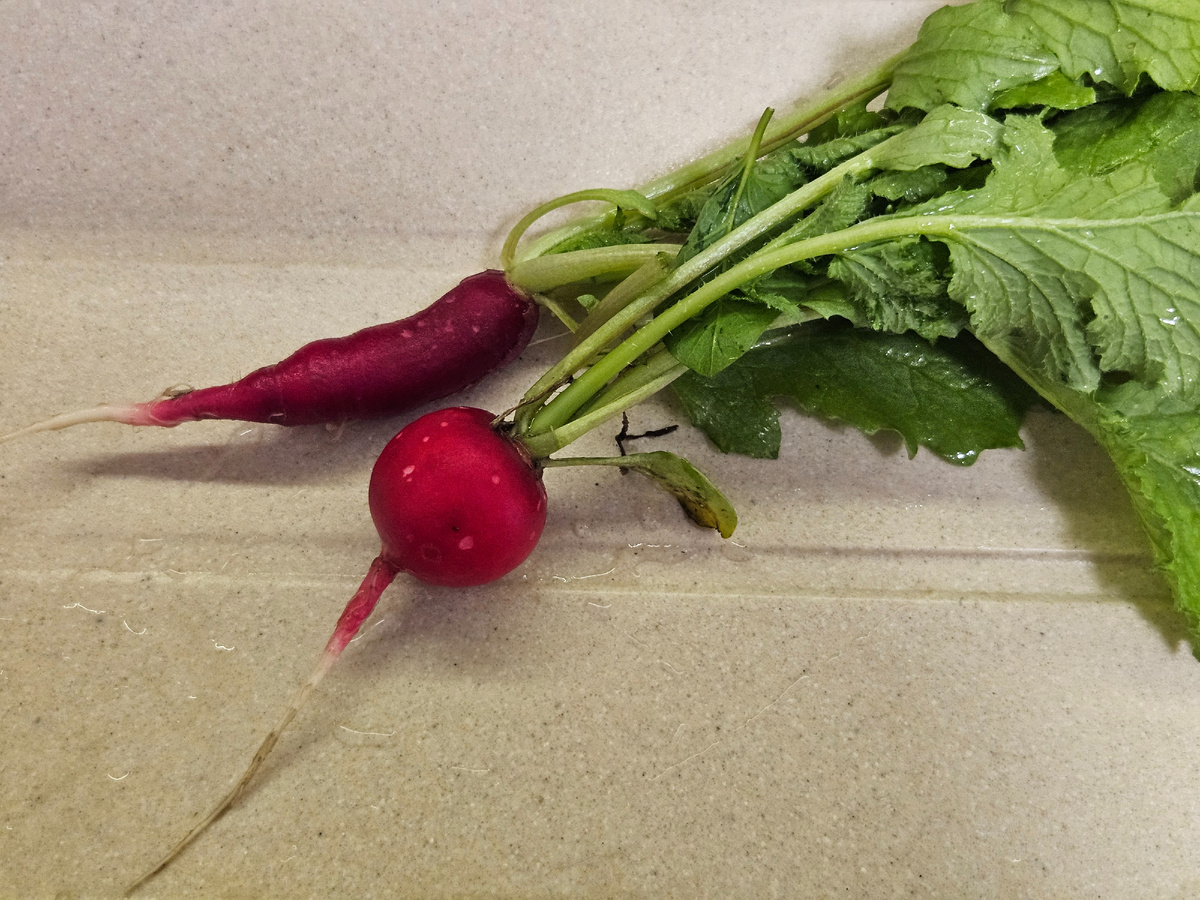 Оба овоща - редис сорта "Преспо"