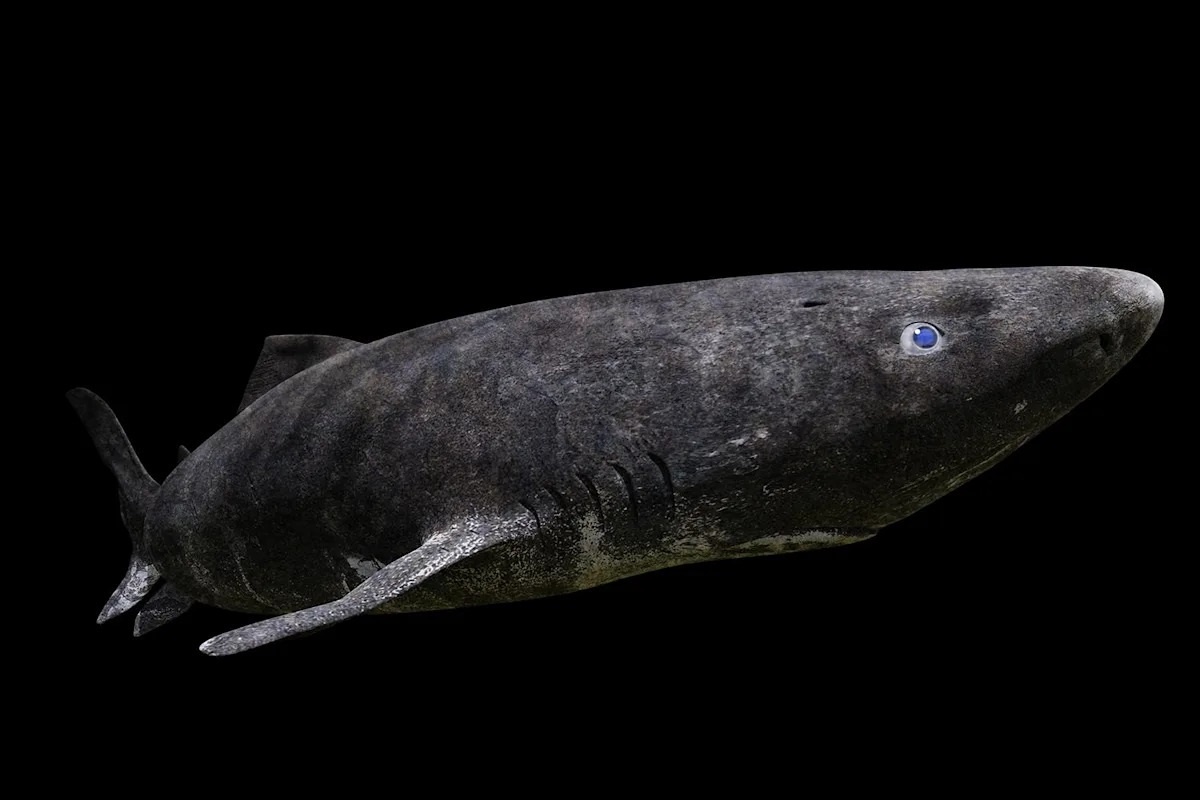 Фото с сайта: https://ca.news.yahoo.com/deep-sea-creature-shocks-scientists-200459479.html