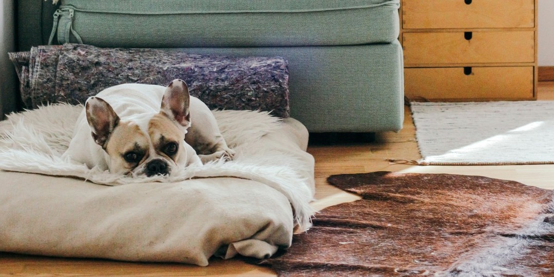 Как правильно выбрать лежанку для собаки: 3 критерия удобной модели