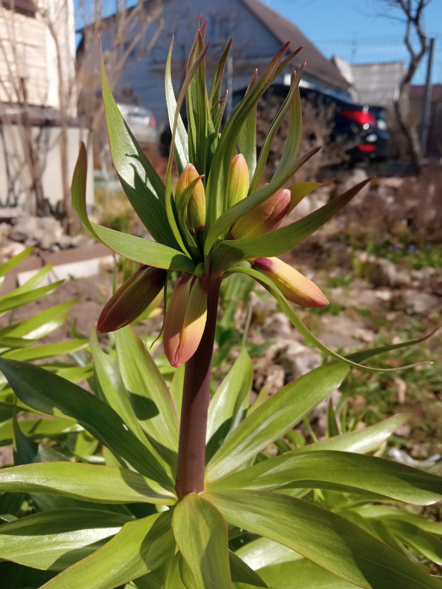 Рябчик императорский в конце апреля