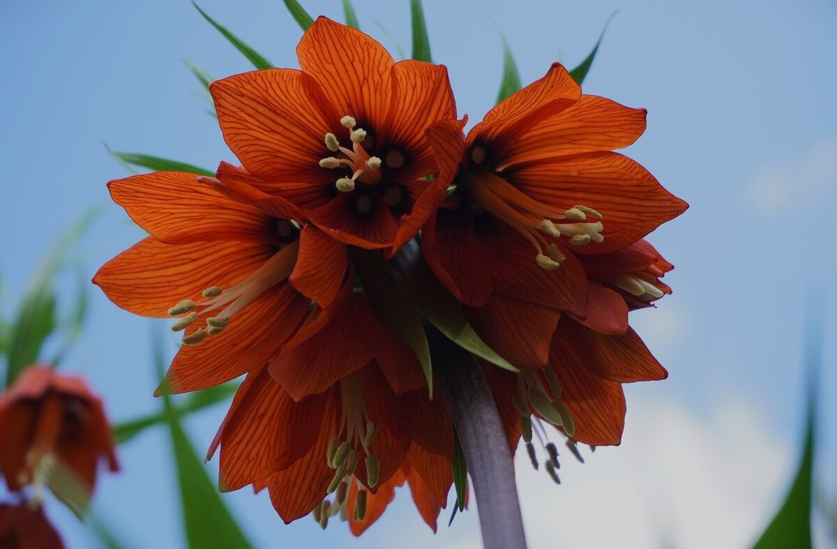 Рябчик императорский