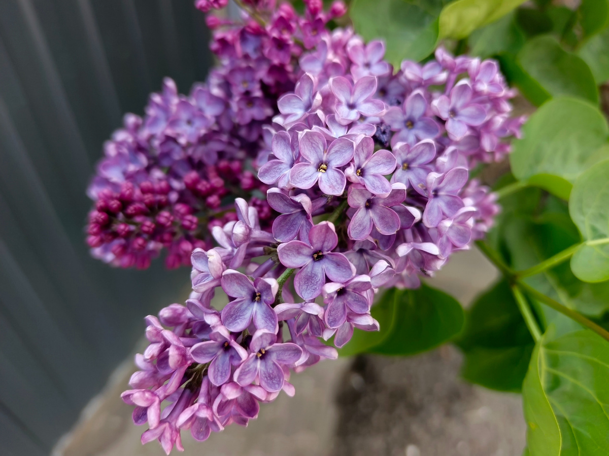 Адлер, апрель 2026 года