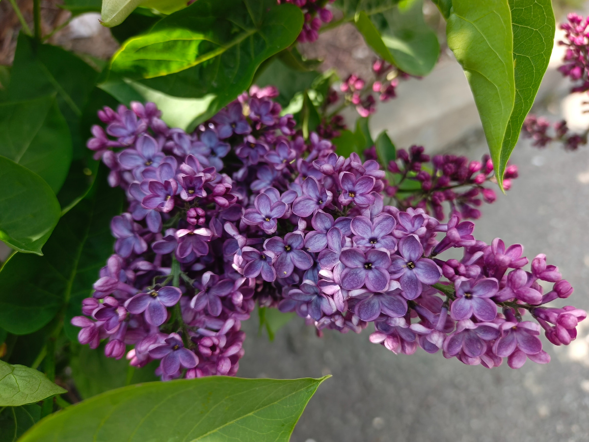 Адлер, апрель 2026 года