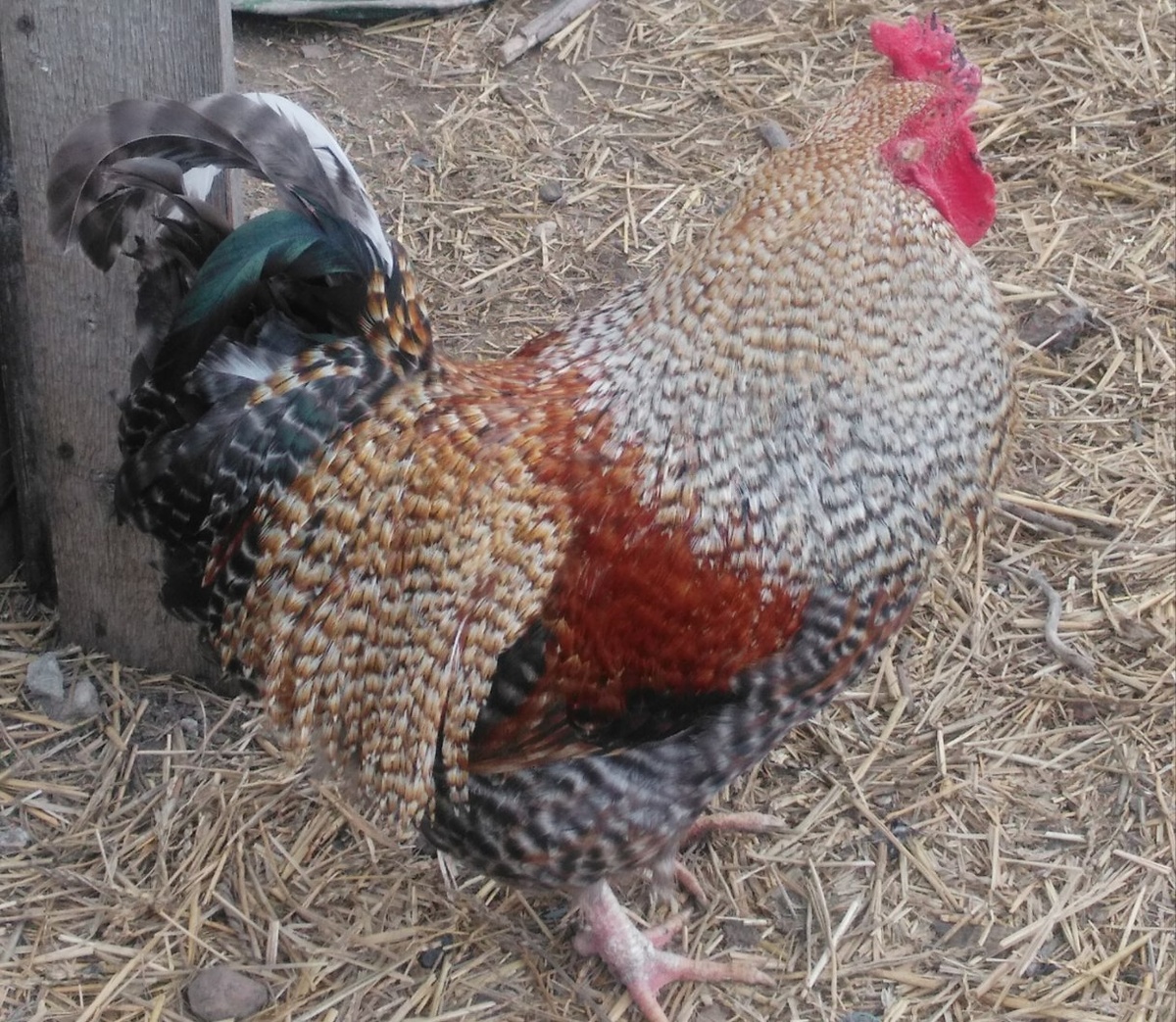 Петя из Джанкоя