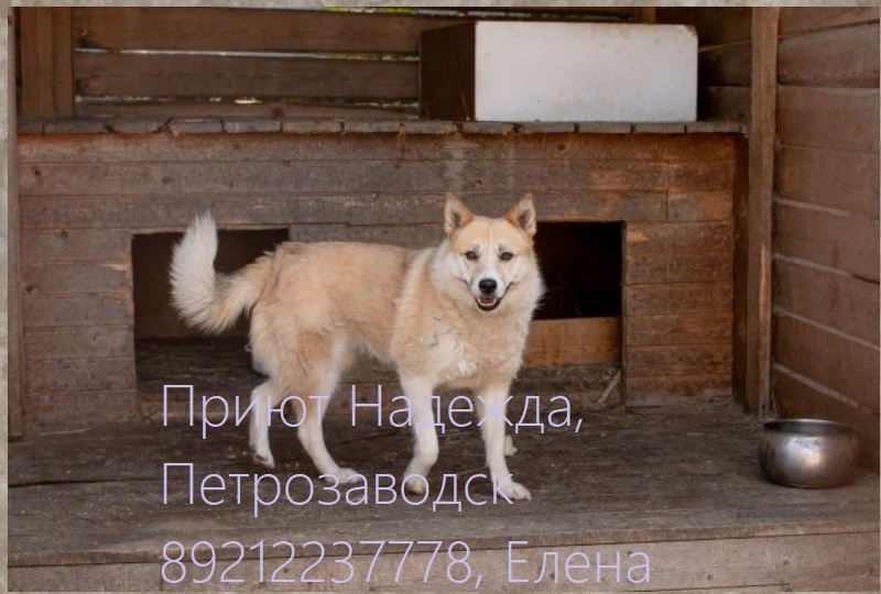 💓 АНФИСА ИЩЕТ СВОЙ ДОМ 💓