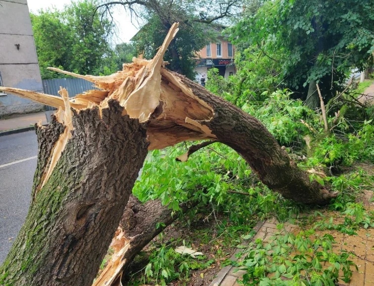 Опасное дерево