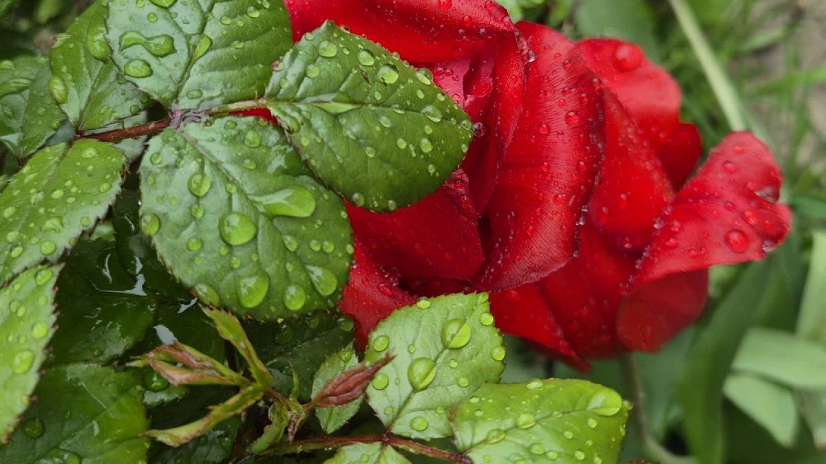    Фото: телеканал «Краснодар»