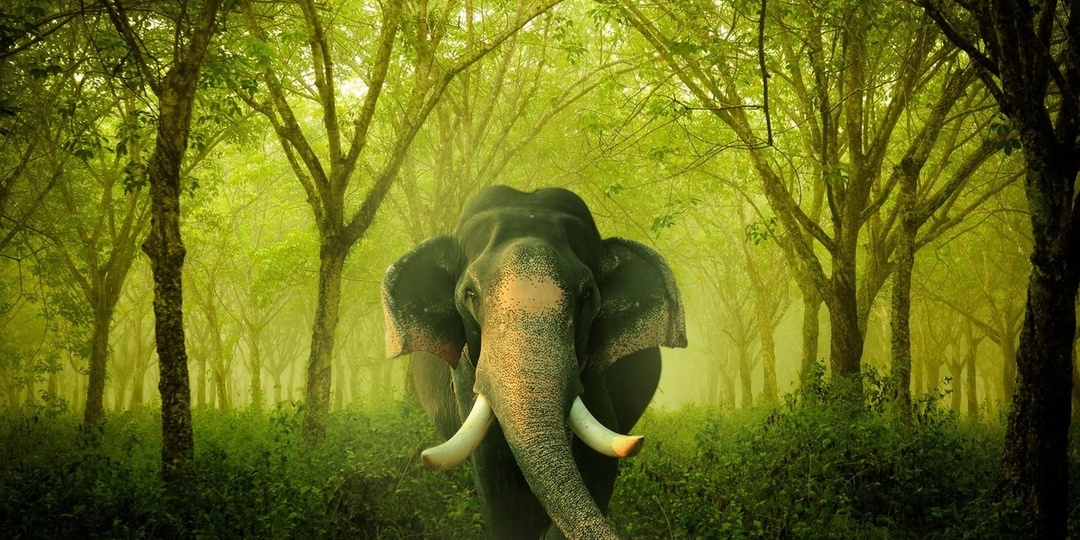 В Габоне американского миллионера насмерть затоптали слоны