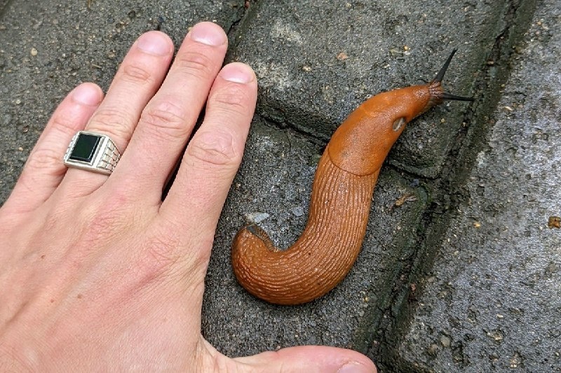 Матёрые слизни