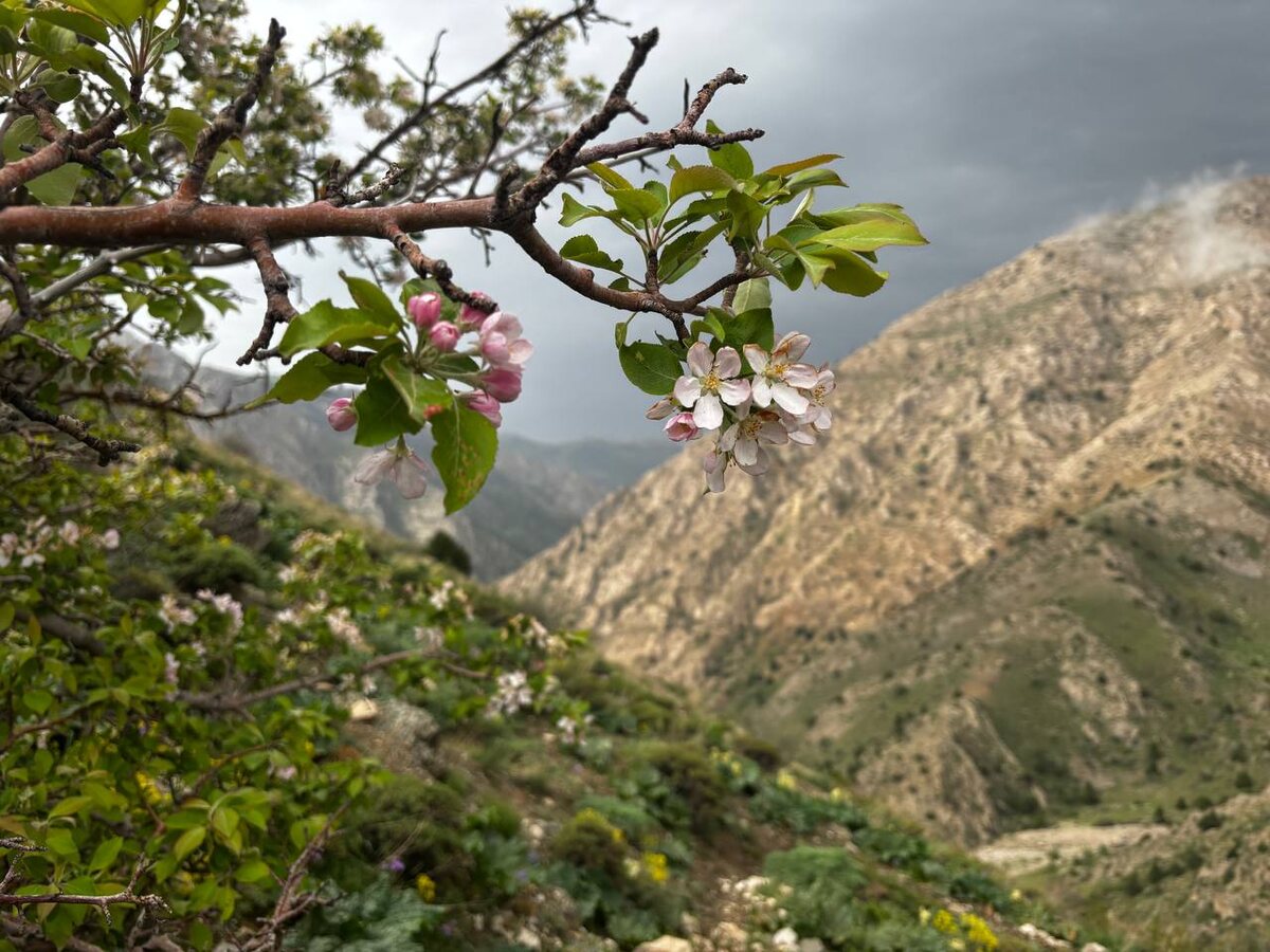 Вишня цветет (это всё очень умиротворяет)