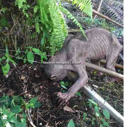 Жуткая малазийская чупакабра, кем она оказалась