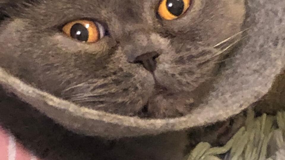 "Худая, грязная, обалдевшая от улицы и не знающая, что делать и куда идти"