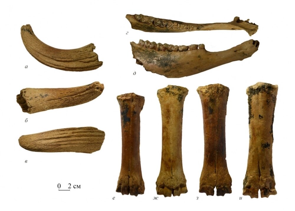    Роговой стержень (а–в), нижнечелюстная кость (г–д) и пястные кости (е–и). Фото: пресс-служба Палеонтологического института им. А.А. Борисяка РАН