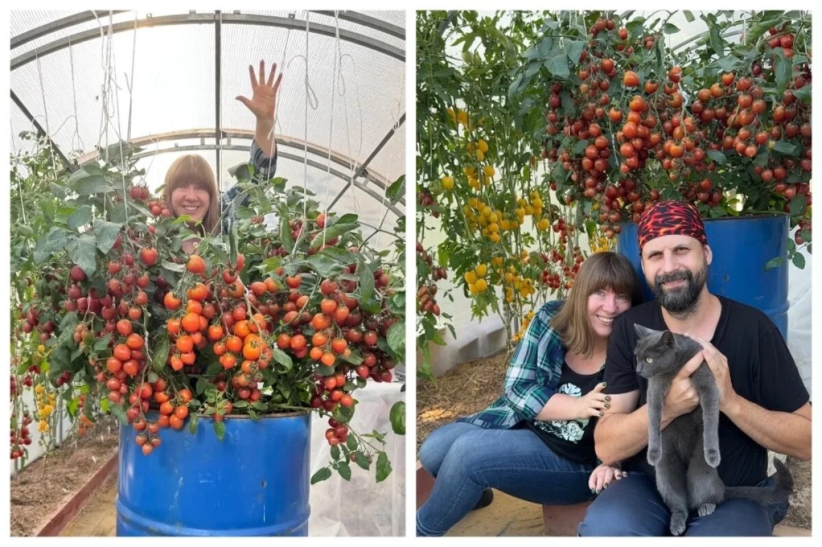    Марина и её муж Илья известны всем тем, что выращивают удивительные томатные деревья из обычных томатов по собственной технологии.