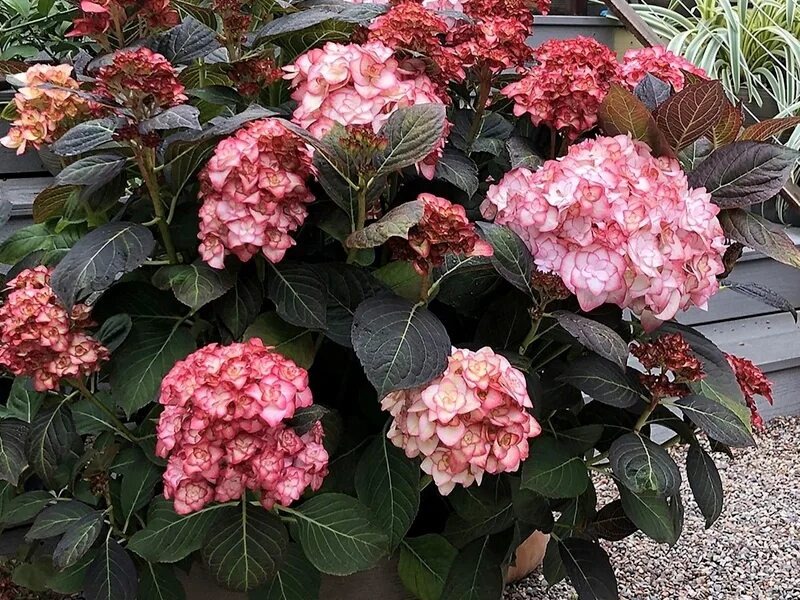 Гортензия „Мисс Саори“ встречает осень: листва загорается тёплыми оттенками, создавая красивый контраст с остатками белых соцветий. Фото: из открытых источников.