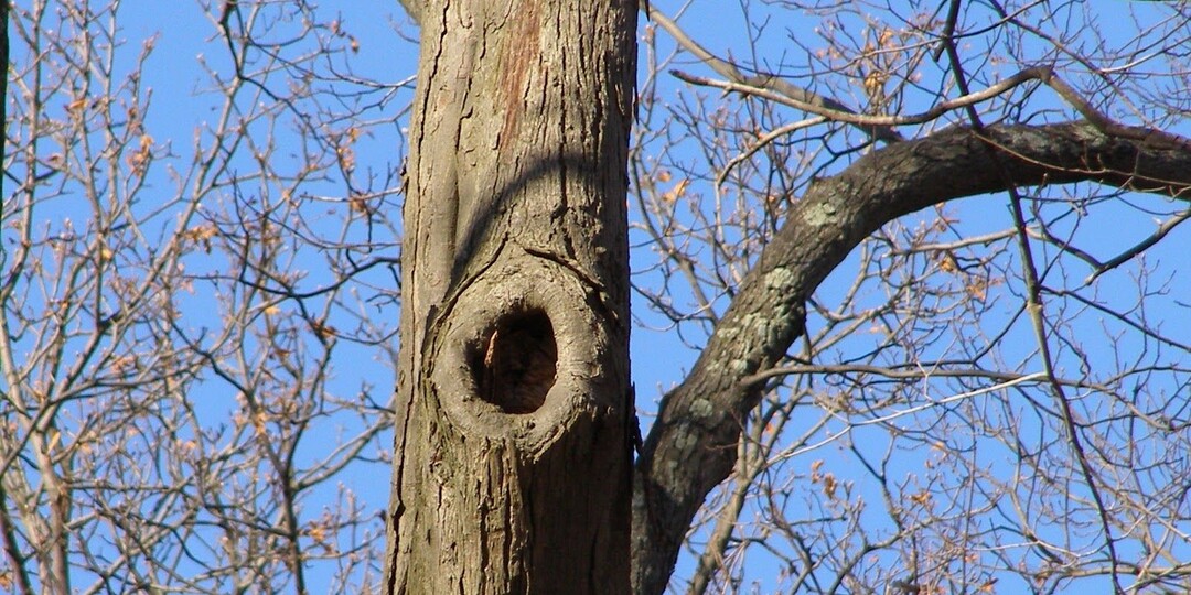 Весенняя ревизия плодовых деревьев: как правильно лечить раны и пломбировать дупла