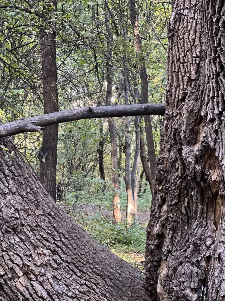     Общественный совет подвёл итоги работы управления охотничьего хозяйства Хабаровского края. Фото: Таисия Степанова