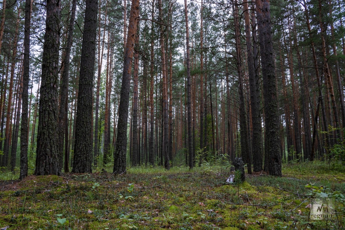     / Источник: Анна Рыжкова (с) ИА REGNUM