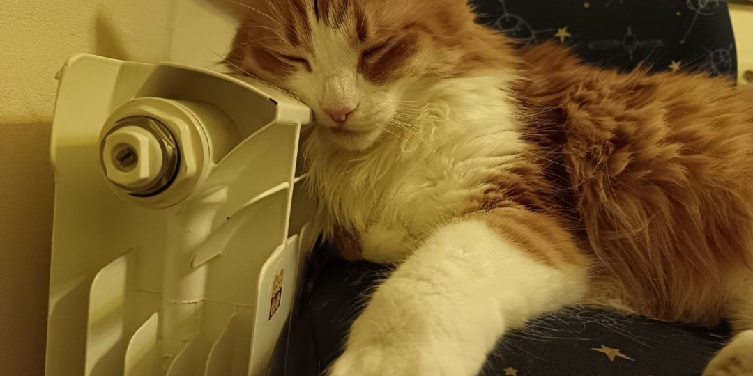 1 ложка на таз - батареи чистые с весны до осени: ни пыли, ни грязи, ни комков шерсти