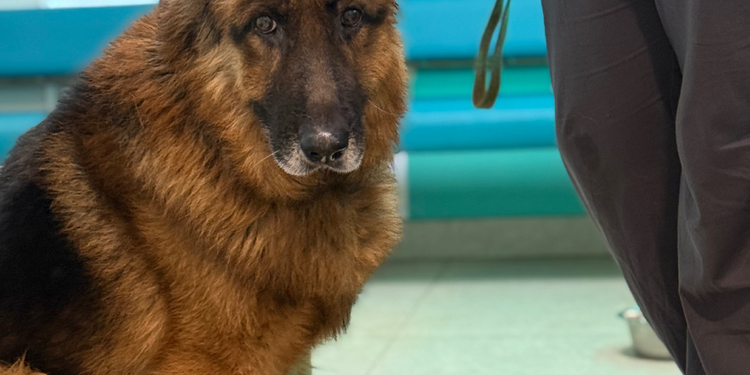 Пушистые "интернатовцы" остро нуждаются в корме