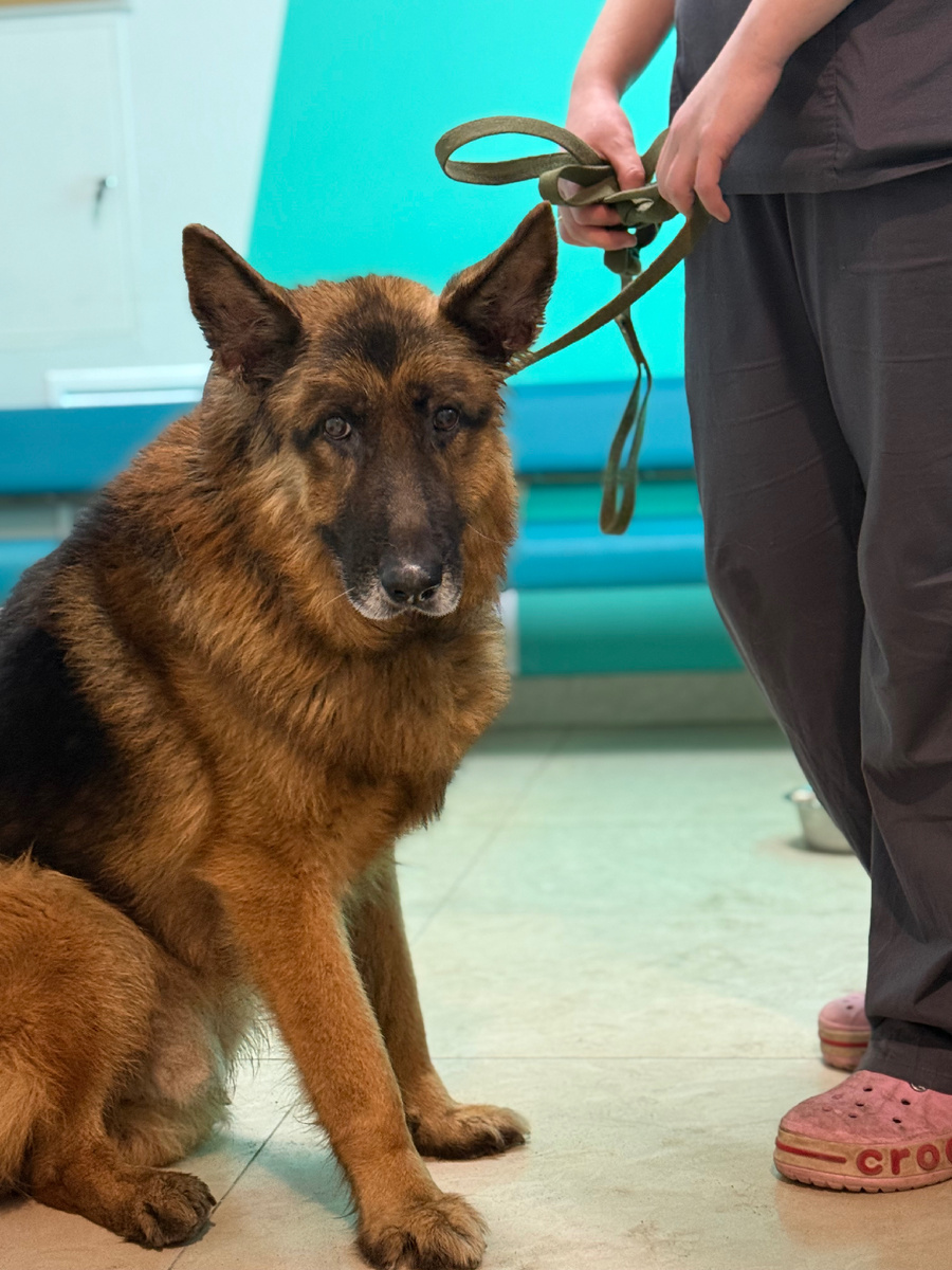 Старичок Рекс