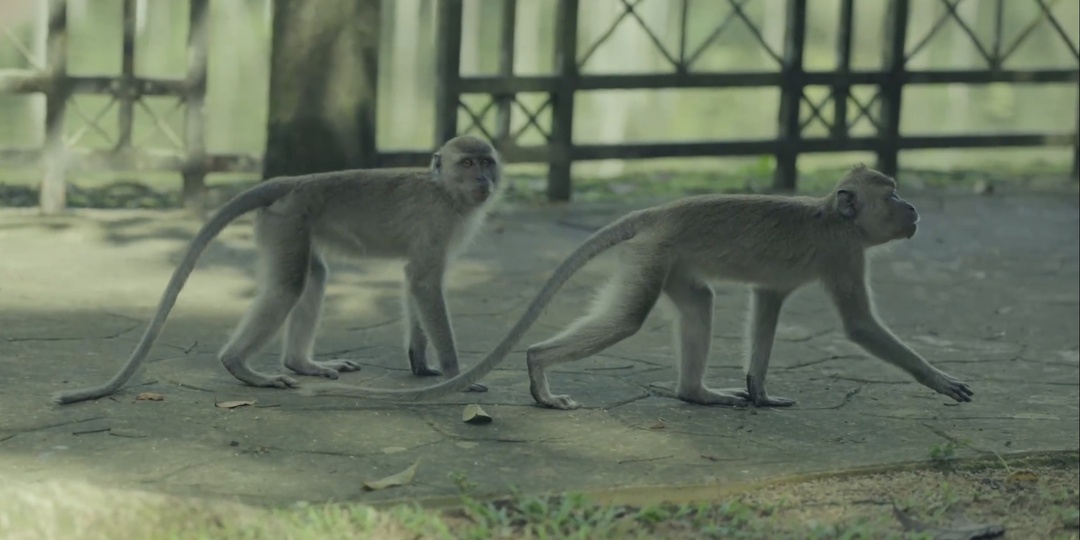 Длиннохвостые макаки - соседи по району