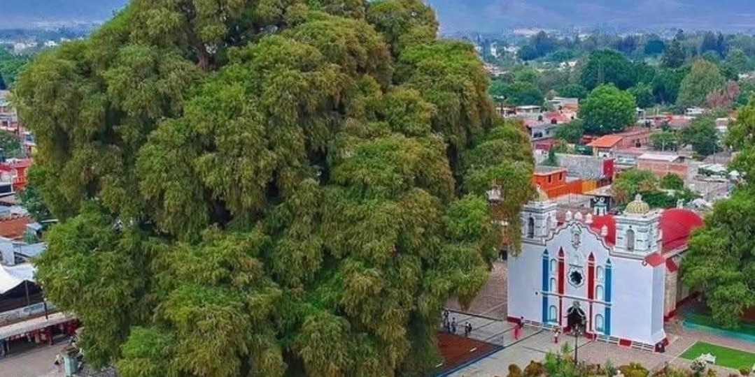 1500 лет на одном месте, что видело дерево которое пережило ацтеков, конкистадоров и ради него перестроили город