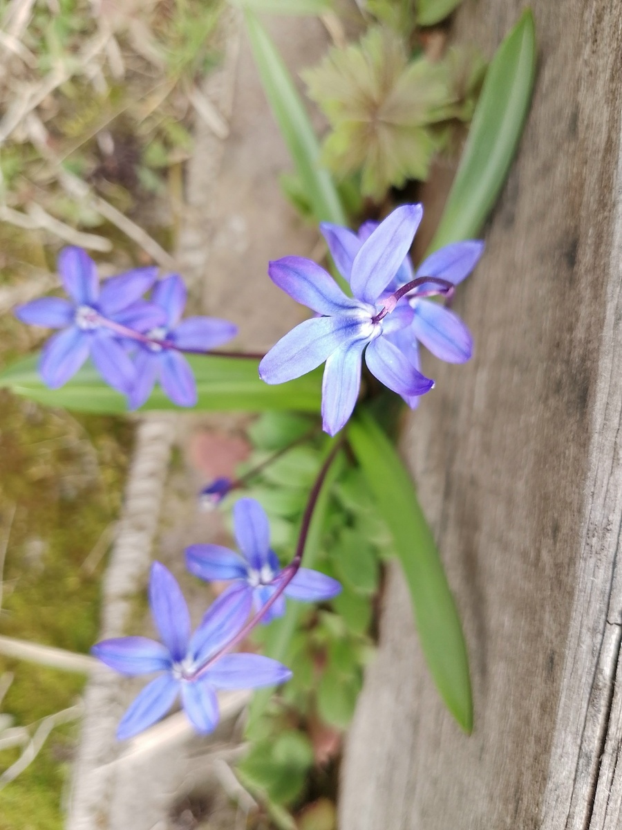 Пролеска сибирская.