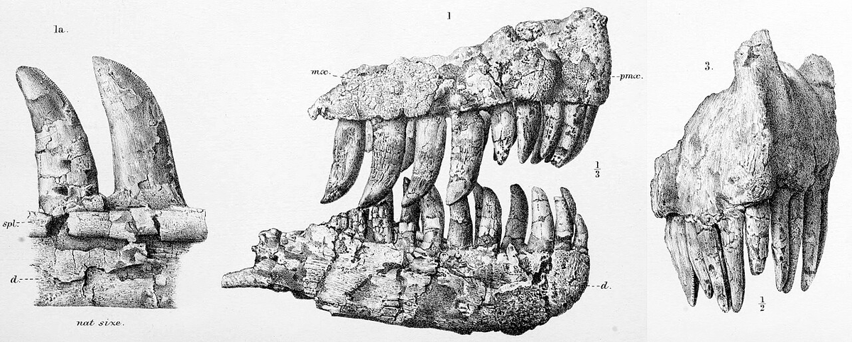 Прорисовка челюсти гениодекта