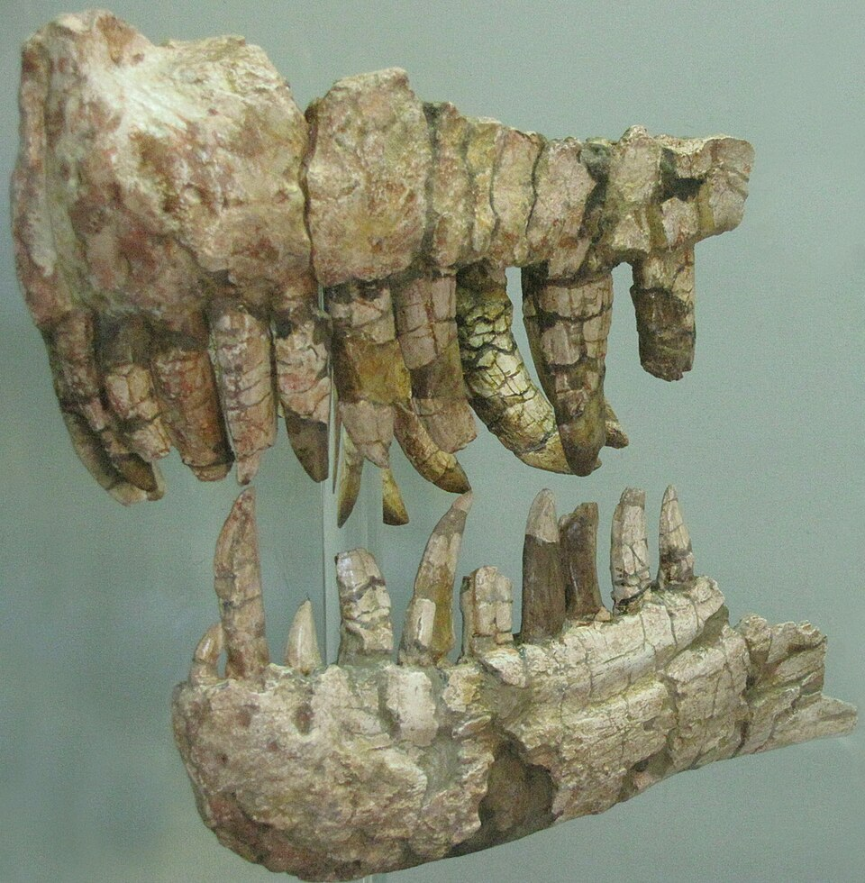 Фото голотипа