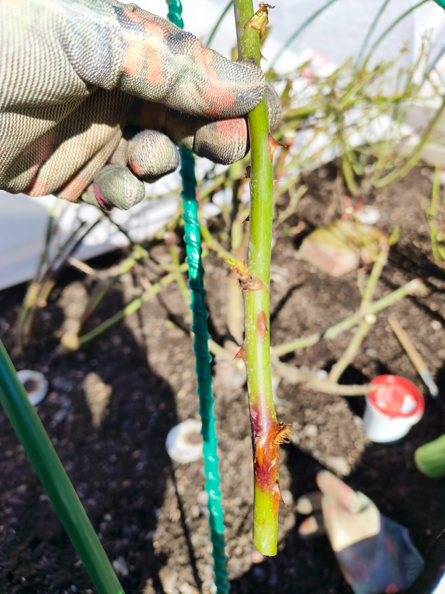 Инфекционный ожог