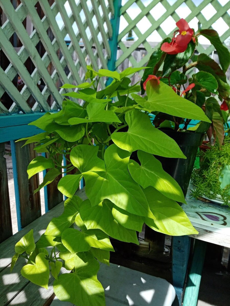Ипомея батат в июле в беседке/фото автора статьи