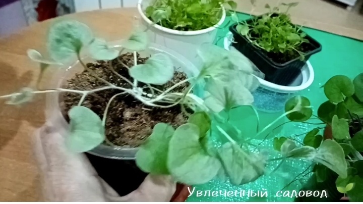 Дихондра "Серебристый Водопад" рассадой апрель-май/фото автора статьи