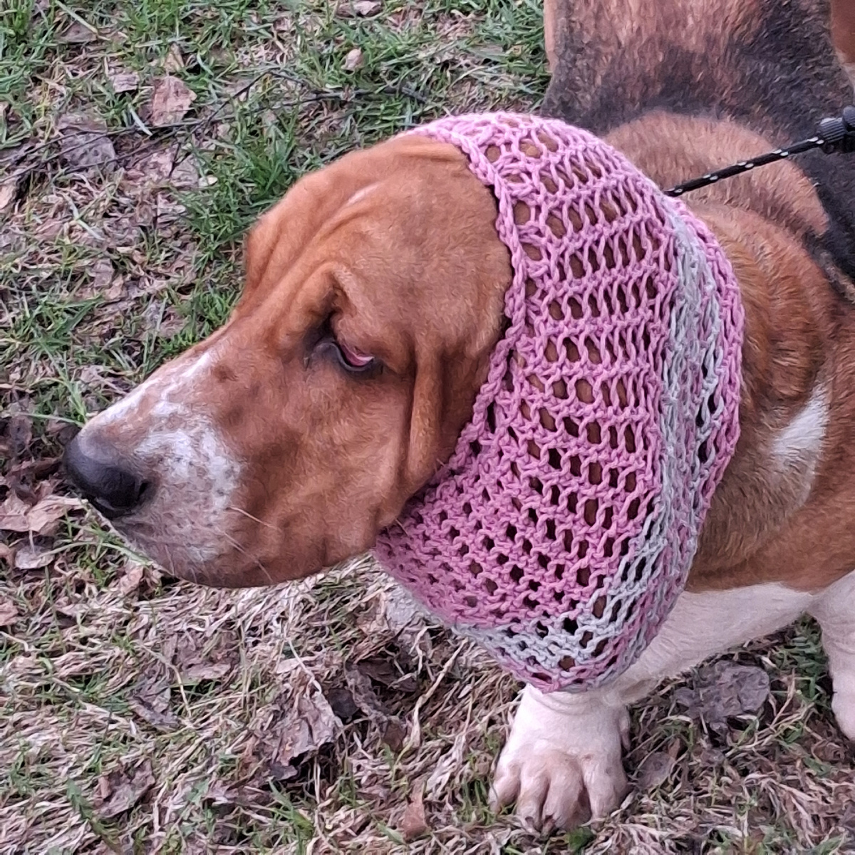 Арсеноя на прогулке. Фото автора. 