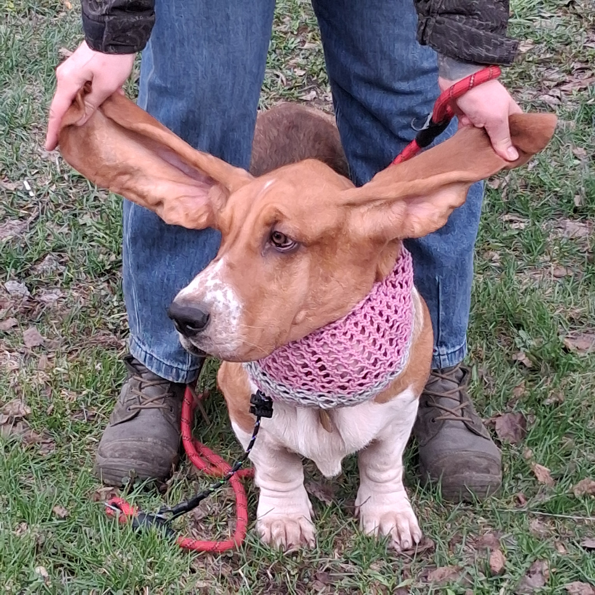 Вот такие уши. Фото автора. 