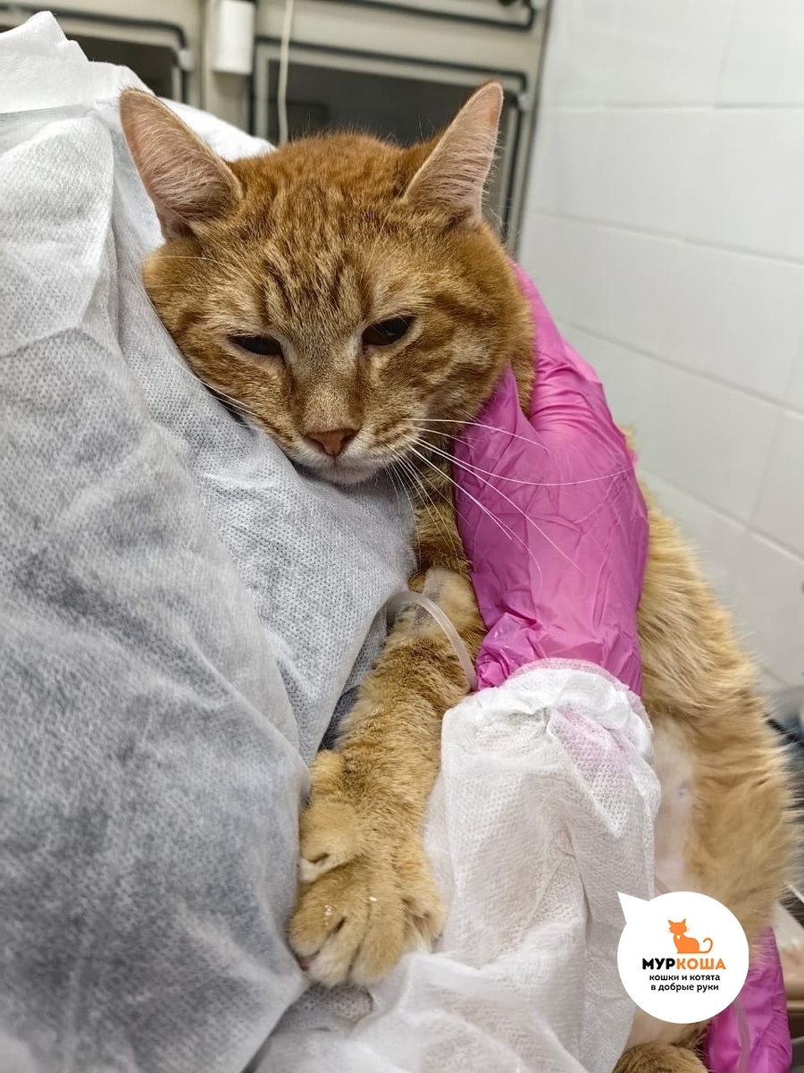 Судьба котика Мультяшкина складывалась тяжело.