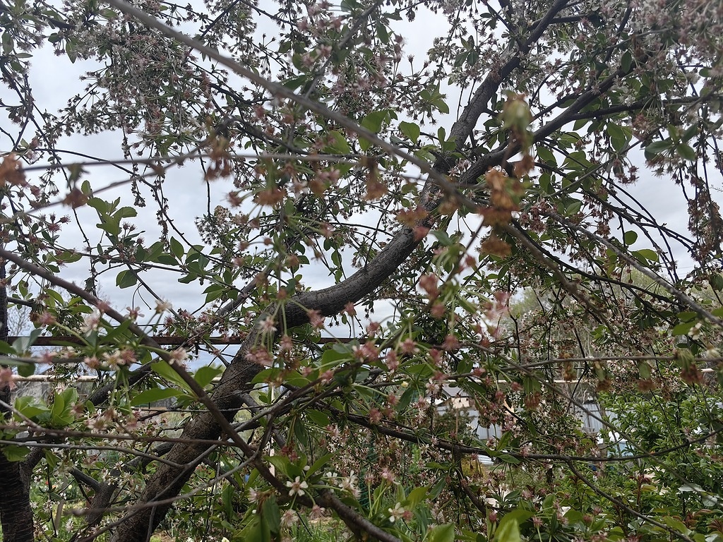 Монилиоз на вишне. Фото Натальи Мироновой