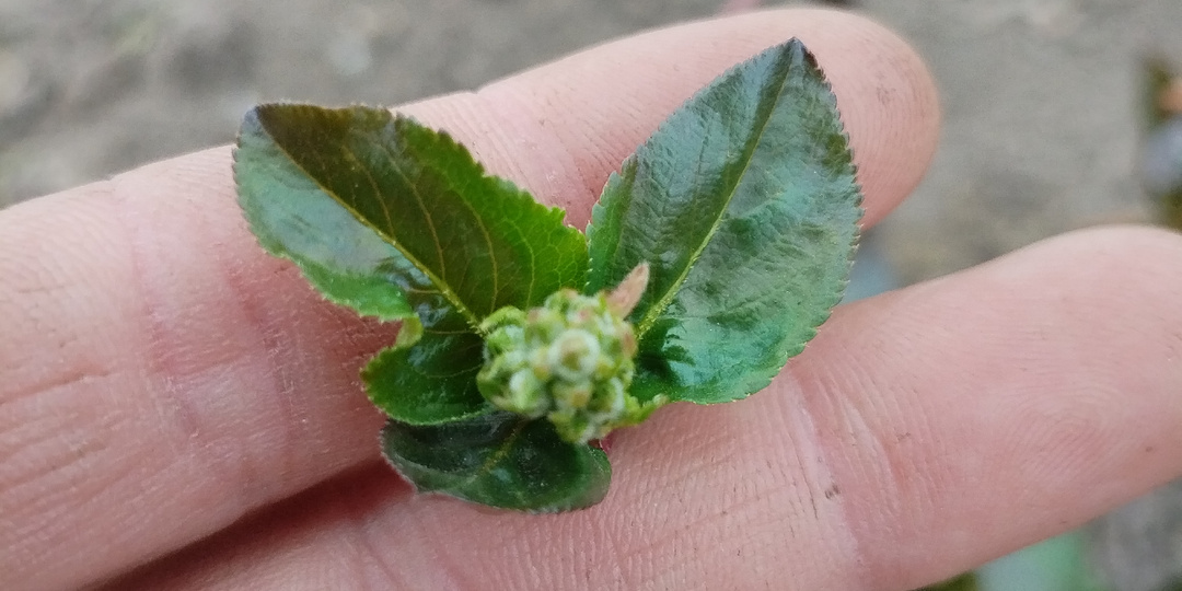 Как долго я этого ждала. Смотрю на сад и жить хочется!