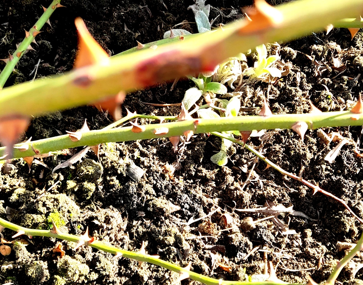 ИО. Фото автора 