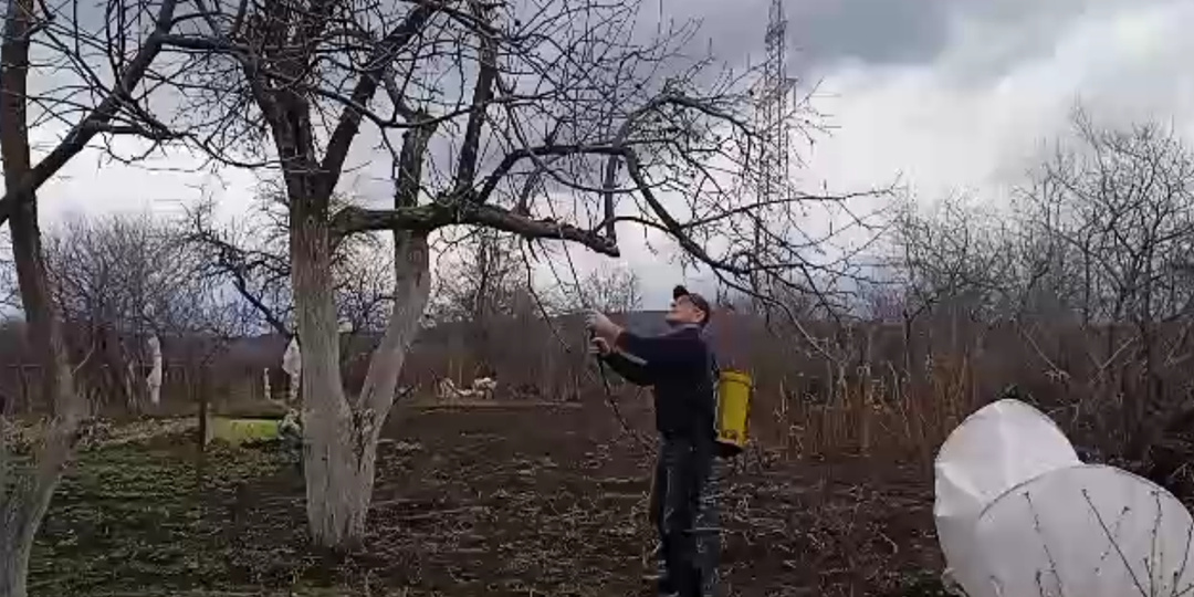 Это нужно сделать сейчас!Первая подкормка плодовых деревьев и кустарников