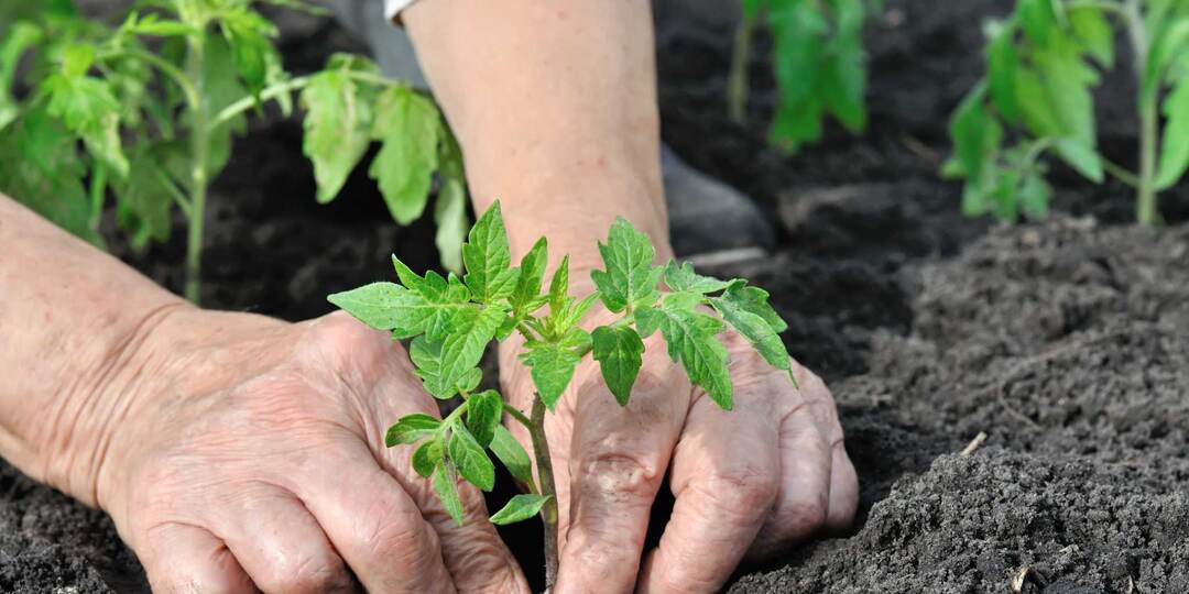 Кладу это в лунку при посадке Томатов, чтобы они быстро шли в рост и не болели. Как посадить томаты Что положить в лунку для богатого урожая