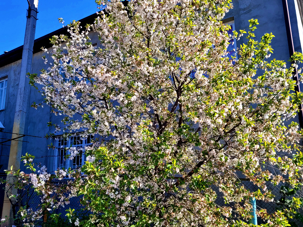 Ранней вишне быть