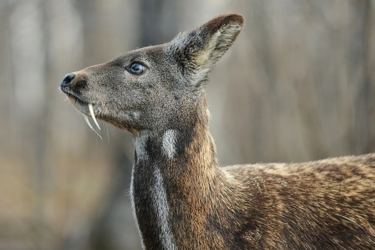 Фото с сайта: https://creatures-of-the-world.fandom.com/wiki/Siberian_Musk_Deer