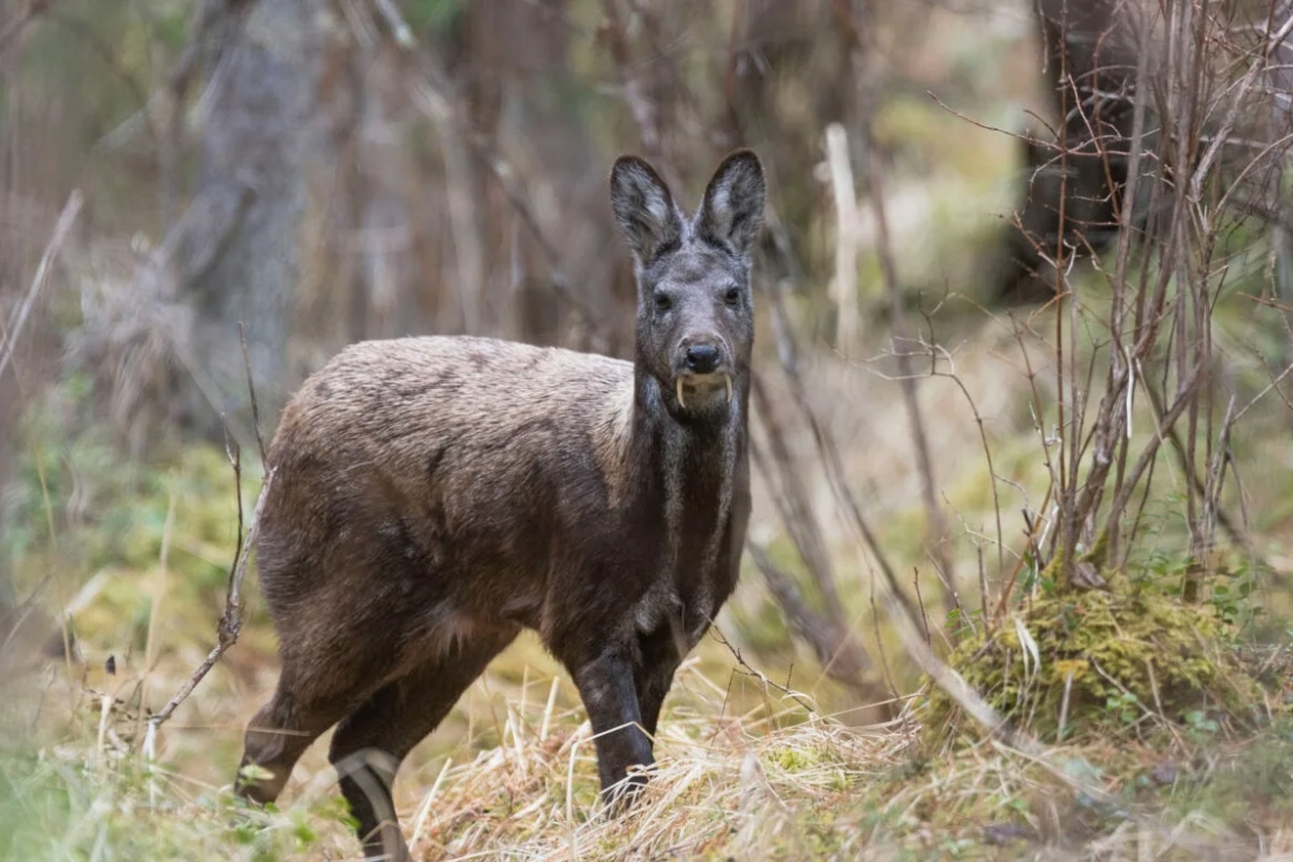 Фото с сайта: https://www.interestinganimals.net/habitat/forest-mountain/