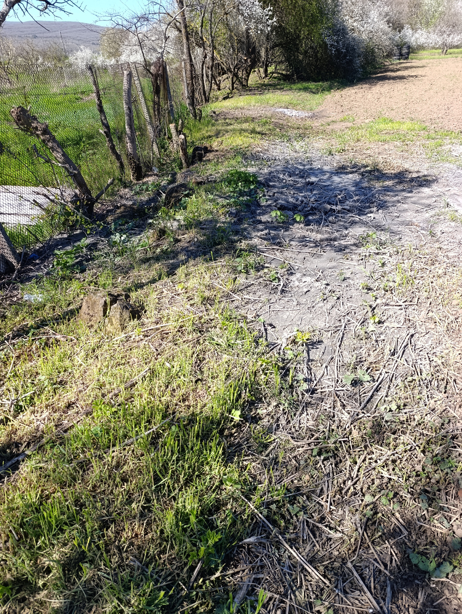 Тут придется еще порешать, что с этим делать. Камни и пеньки  надобно убрать, землю подсыпать и посадить ряд туй.