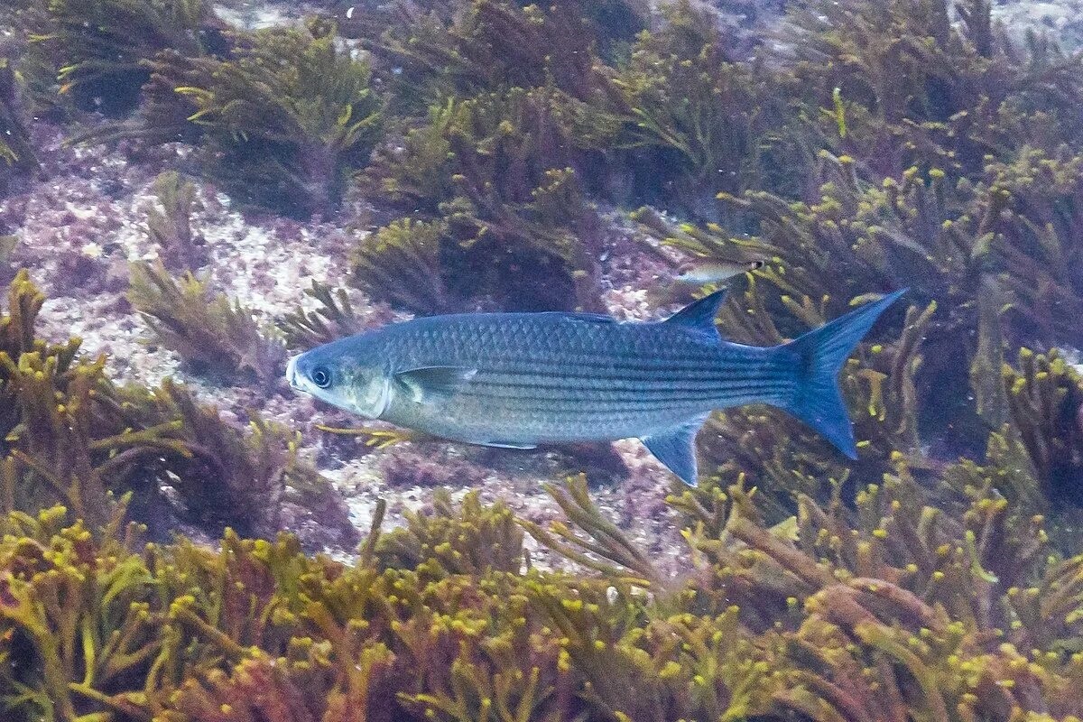 Фото с сайта: https://commons.wikimedia.org/wiki/File:Lisa_dorada_(Liza_aurata)%2C_isla_de_Mouro%2C_Santander%2C_España%2C_2019-08-15%2C_DD_88.jpg